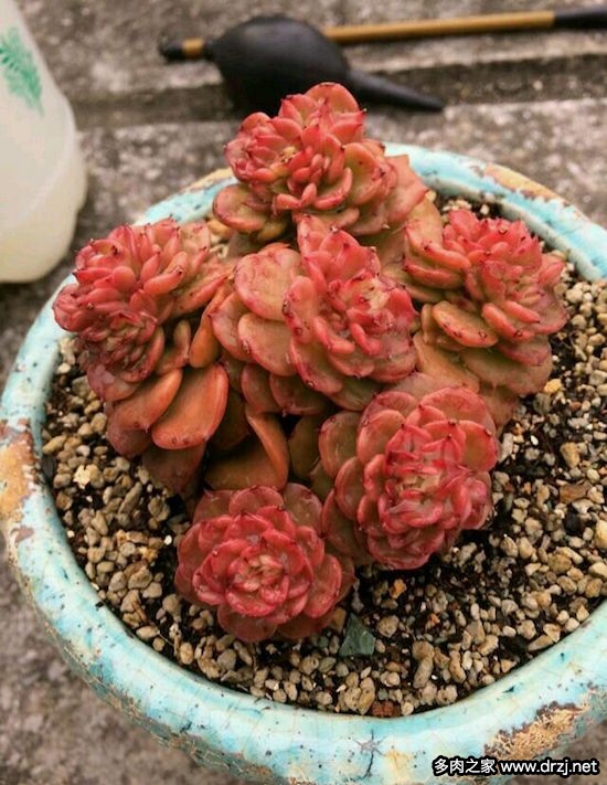 多肉品种是怎么杂交出来的,跨物种杂交成功的有哪些