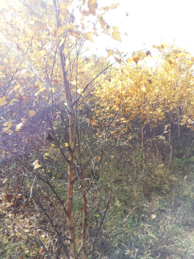 张北的草原天路之旅,张北天路攻略