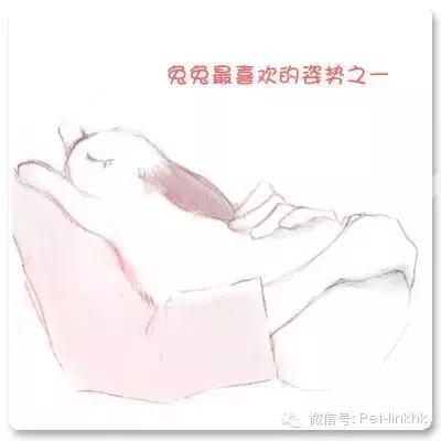 如何让兔兔躺在你怀里,如何让兔兔愿意让你抱