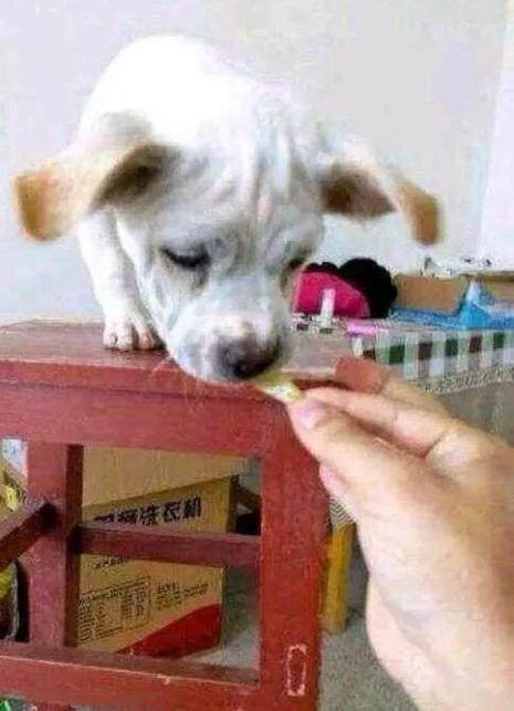 狗狗嘴馋,狗狗吃盐焗鸡爪