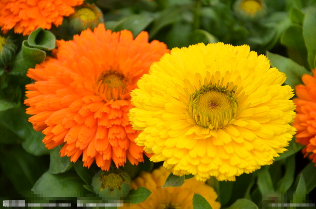 30种小植物,有大作用却很少有人知道的植物