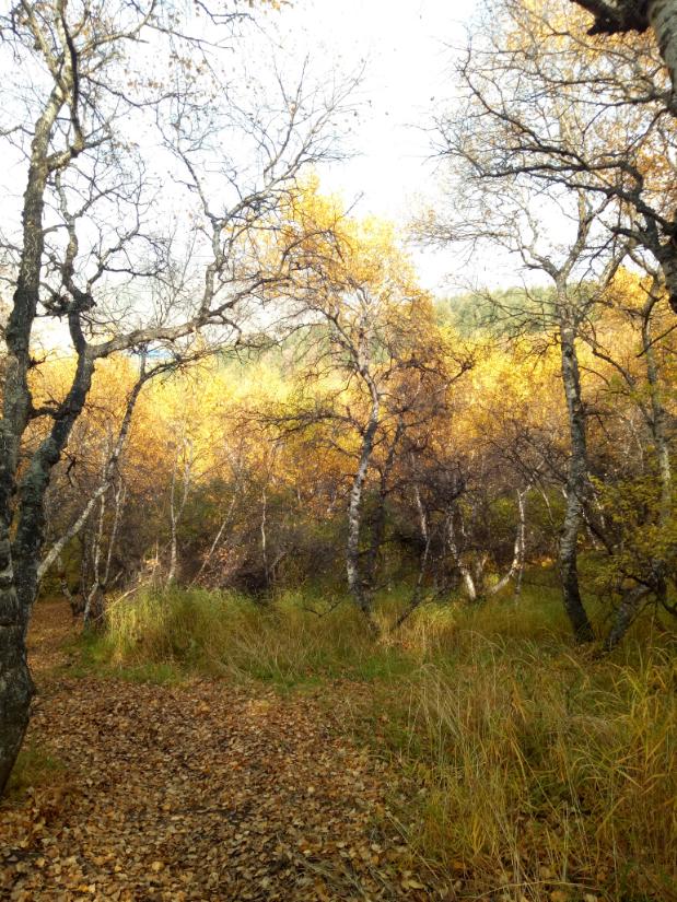 张北的草原天路之旅,张北天路攻略