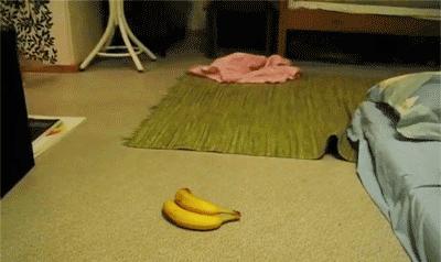 猫咪烤火把自己的毛烧着了,猫咪的胡子都烫成大波浪了