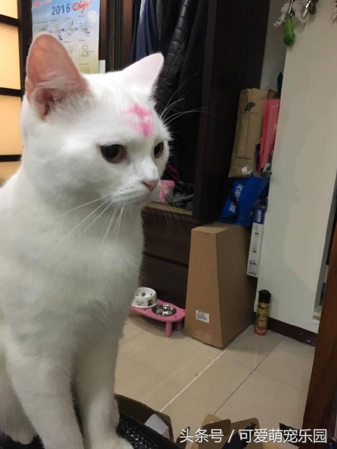 猫咪烤火把自己的毛烧着了,猫咪的胡子都烫成大波浪了