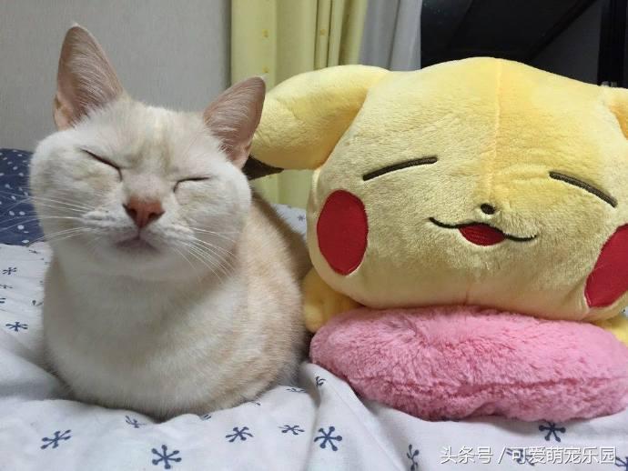 猫咪烤火把自己的毛烧着了,猫咪的胡子都烫成大波浪了