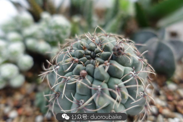 爱生活爱养花花卉绿植养护小知识,爱生活爱养花多肉植物养护小技巧