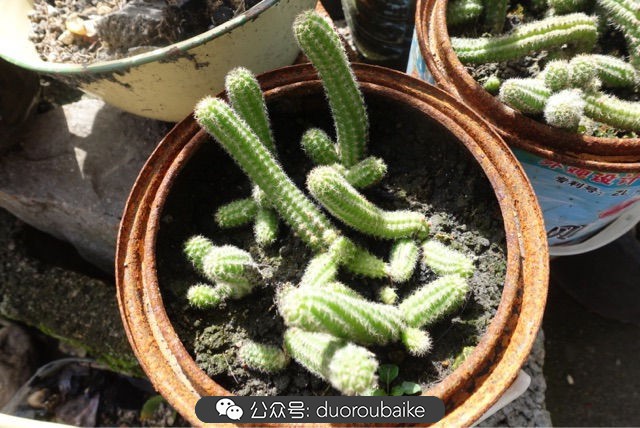 爱生活爱养花花卉绿植养护小知识,爱生活爱养花多肉植物养护小技巧