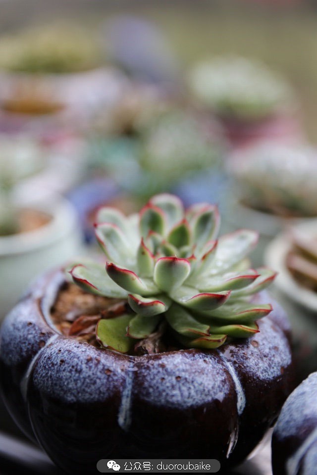 爱生活爱养花花卉绿植养护小知识,爱生活爱养花多肉植物养护小技巧