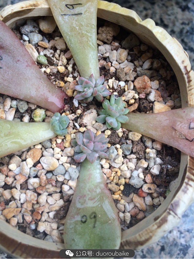 爱生活爱养花花卉绿植养护小知识,爱生活爱养花多肉植物养护小技巧