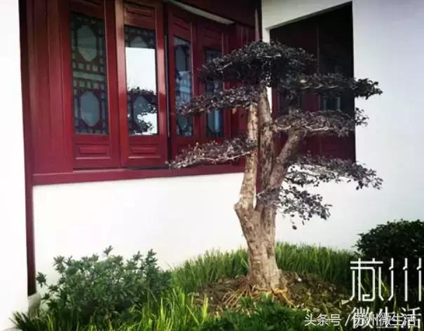 苏州的好看的东西,苏州vs纽约