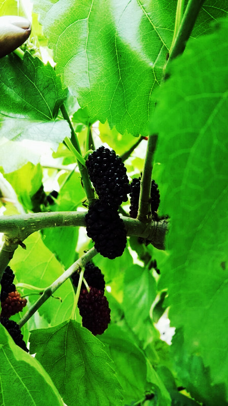 兰州亲们！红提摘完了我们相约去摘果桑可好？据说这里的果桑熟了