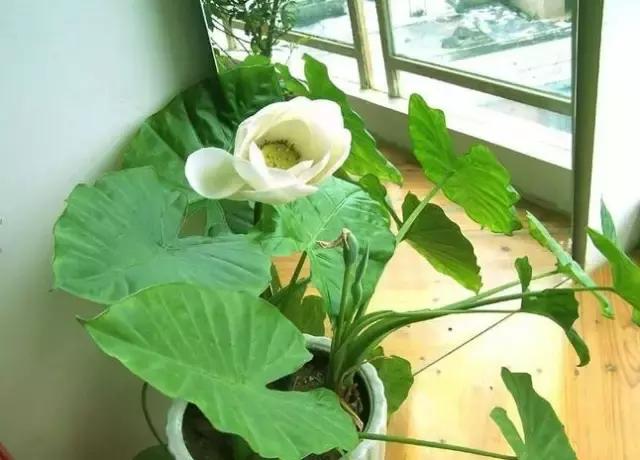 年宵花的危害,毒花观赏植物