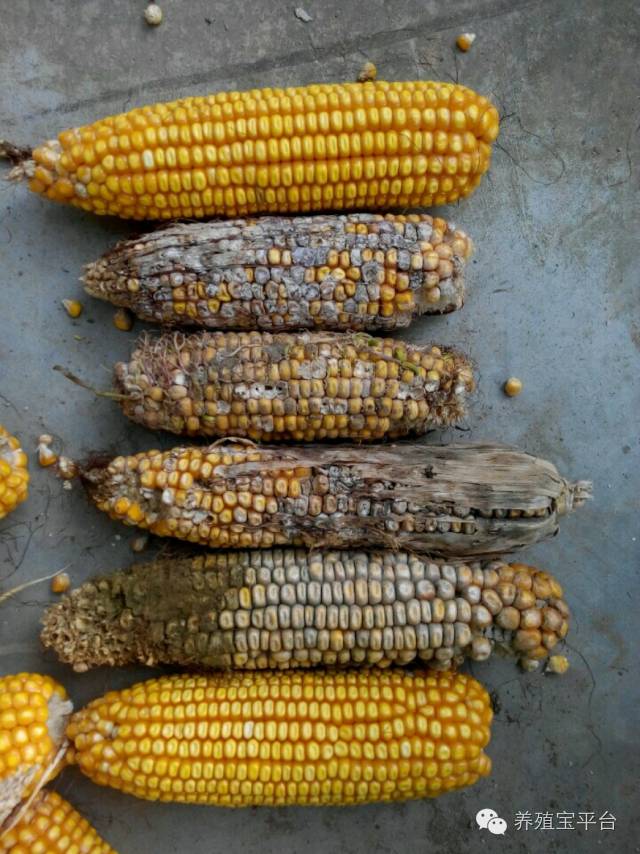 爱佳集团杨经理,杨文斌的养殖场