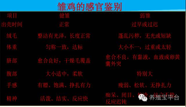 爱佳集团杨经理,杨文斌的养殖场