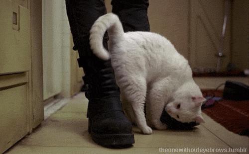 小狗屁股流血是来大姨妈吗,狗狗屁股出血是来例假了吗