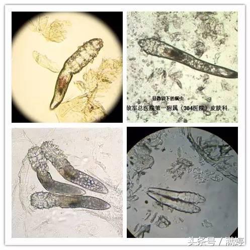 养宠物你要喂什么给它吃,当你的宠物吃下了你不知道的东西