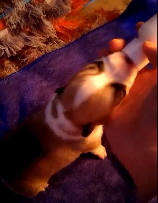 选择汪星人只看价格？真实经历告诉你为何不要贪便宜