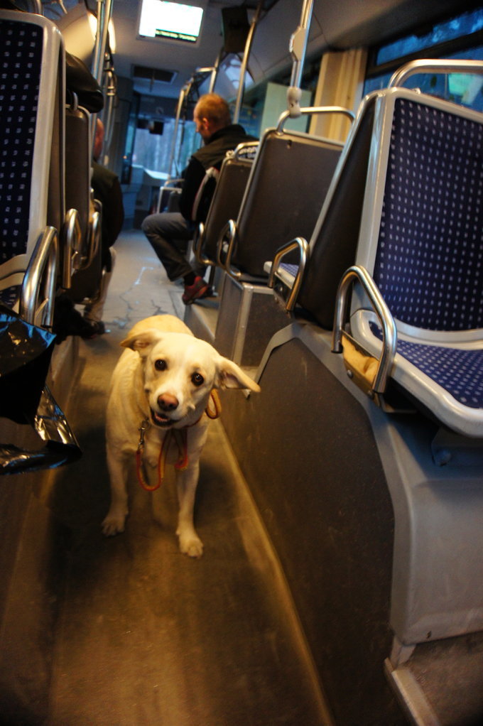 霞慕尼徒步环勃朗峰,霞慕尼勃朗峰缆车