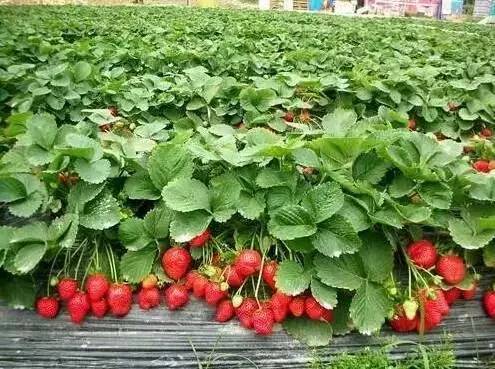 中山南区摘草莓,吐血整理10城33个市集