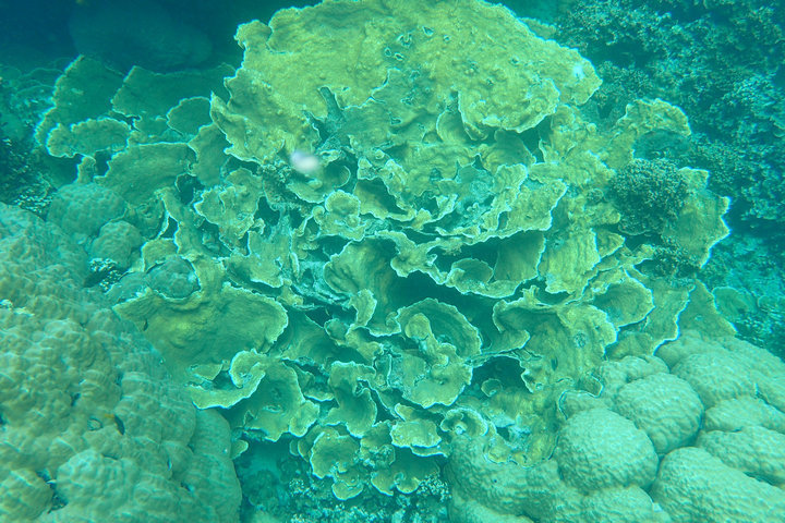 帕劳怎么玩,我来教你怎么玩打野