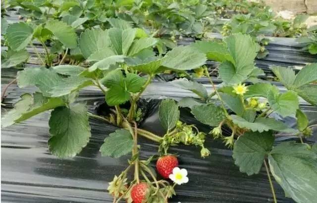 中山南区摘草莓,吐血整理10城33个市集