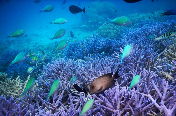 帕劳怎么玩,我来教你怎么玩打野