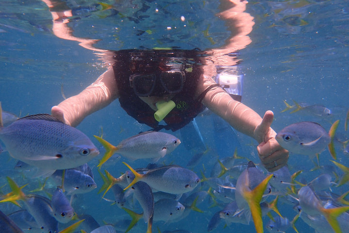 帕劳怎么玩,我来教你怎么玩打野