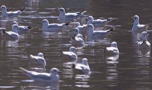 沪昆铁路贵阳到昆明段,沪昆高铁昆明到贵阳