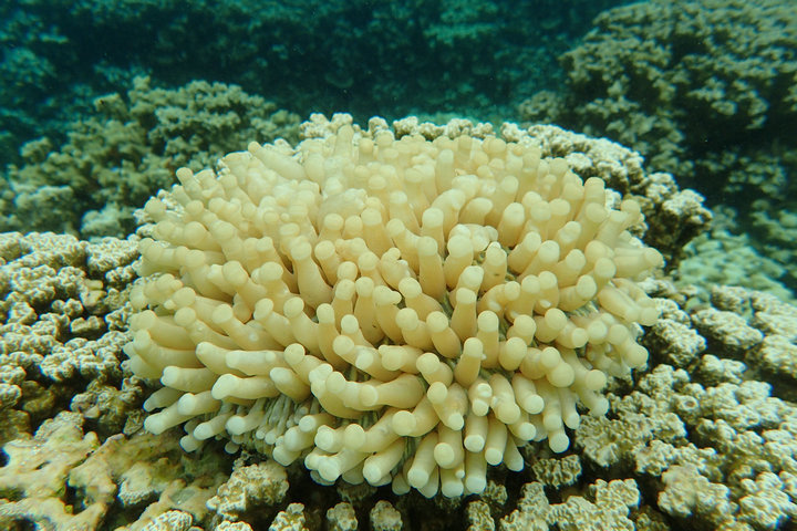 帕劳怎么玩,我来教你怎么玩打野