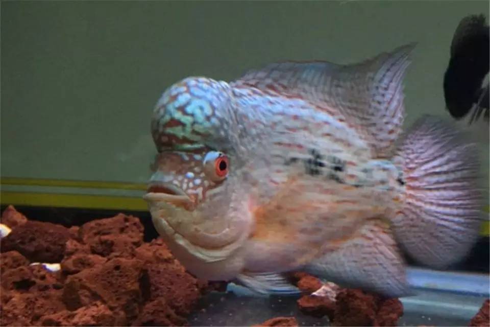 养罗非如何养得又肥又大,养螺知识