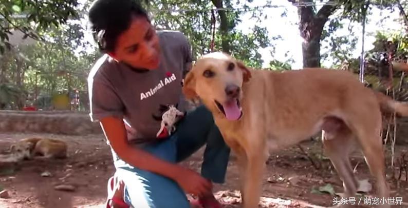 流浪狗下巴长了个肿瘤在街上晃荡,流浪狗下巴有个瘤