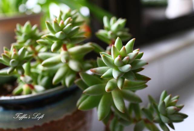 家居养花：多肉植物根系出现腐烂的原因和相应的处理技巧！