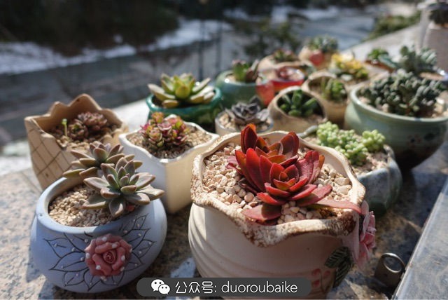 爱生活爱养花花卉绿植养护小知识,爱生活爱养花多肉植物养护小技巧