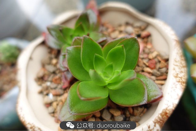 爱生活爱养花花卉绿植养护小知识,爱生活爱养花多肉植物养护小技巧