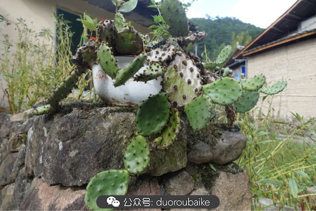 爱生活爱养花花卉绿植养护小知识,爱生活爱养花多肉植物养护小技巧