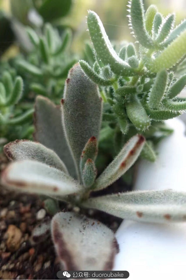 爱生活爱养花花卉绿植养护小知识,爱生活爱养花多肉植物养护小技巧