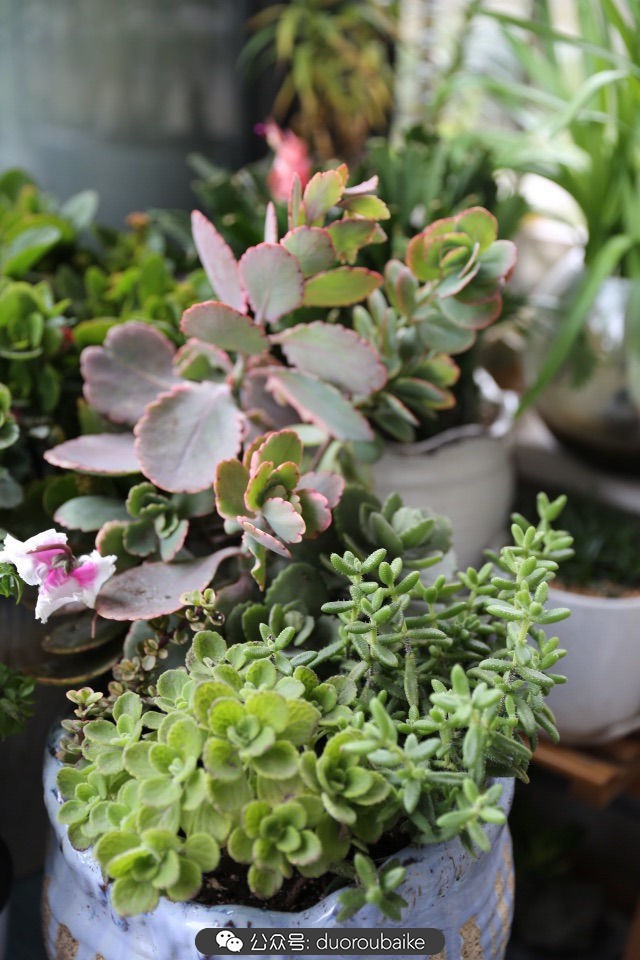 爱生活爱养花花卉绿植养护小知识,爱生活爱养花多肉植物养护小技巧
