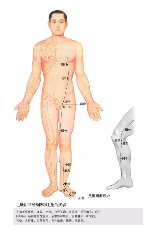 调理肝脾肾三脏中医经方,肝脾肾三条经络淤堵怎么调理