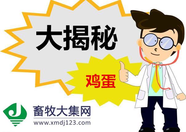 小鸡蛋大奥妙,各种小鸡蛋的科学知识