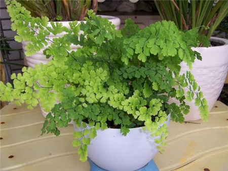 铁线蕨是不是很难养,铁线蕨为什么养不活
