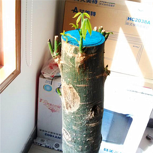 死了的发财树怎么养才能活,快枯萎的发财树怎么样能养好