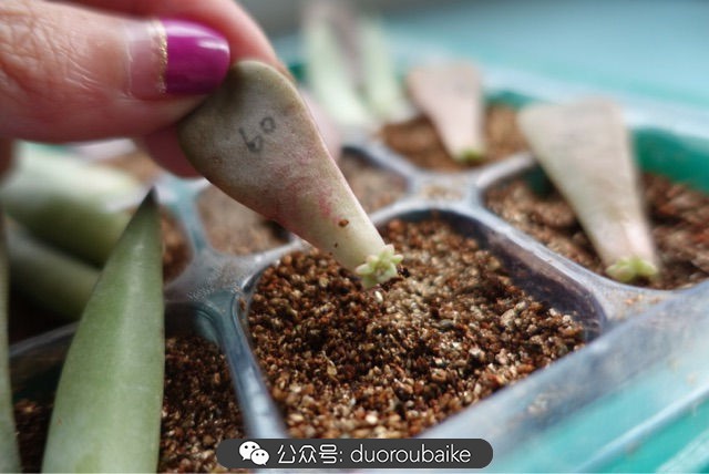 爱生活爱养花花卉绿植养护小知识,爱生活爱养花多肉植物养护小技巧