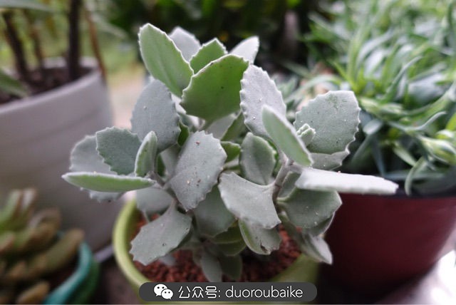 爱生活爱养花花卉绿植养护小知识,爱生活爱养花多肉植物养护小技巧