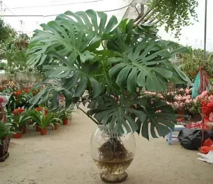 年宵花的危害,毒花观赏植物