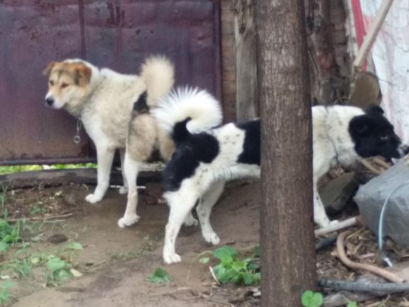 狗中之王牧羊犬,狗中之王是哪只狗