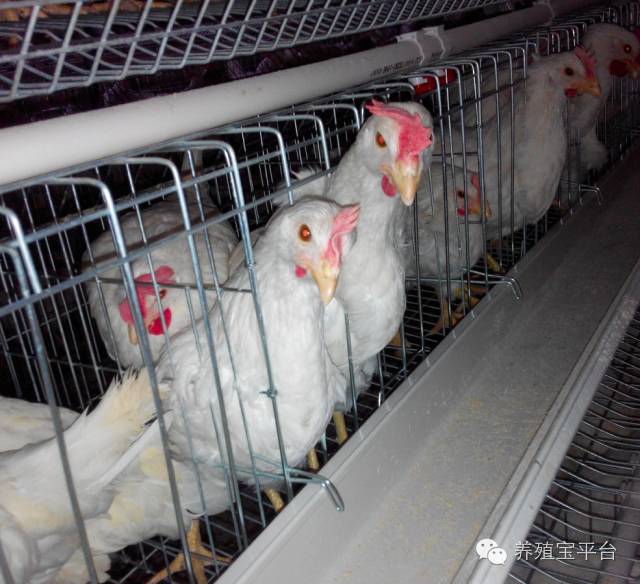 爱佳集团杨经理,杨文斌的养殖场