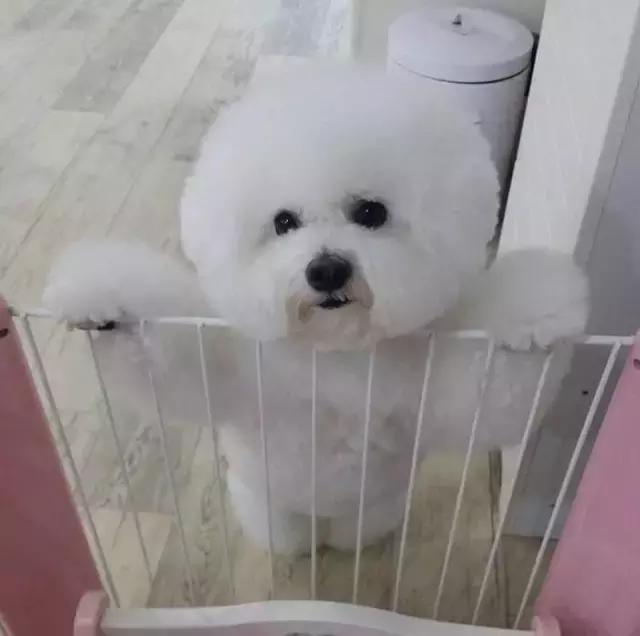 比熊犬呕吐拉稀怎么处理,比熊犬拉稀和吐是咋回事