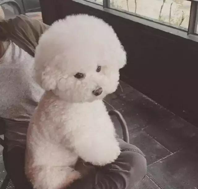 比熊犬呕吐拉稀怎么处理,比熊犬拉稀和吐是咋回事