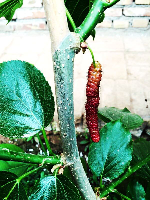 兰州亲们！红提摘完了我们相约去摘果桑可好？据说这里的果桑熟了