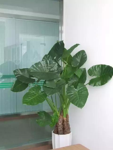 年宵花的危害,毒花观赏植物